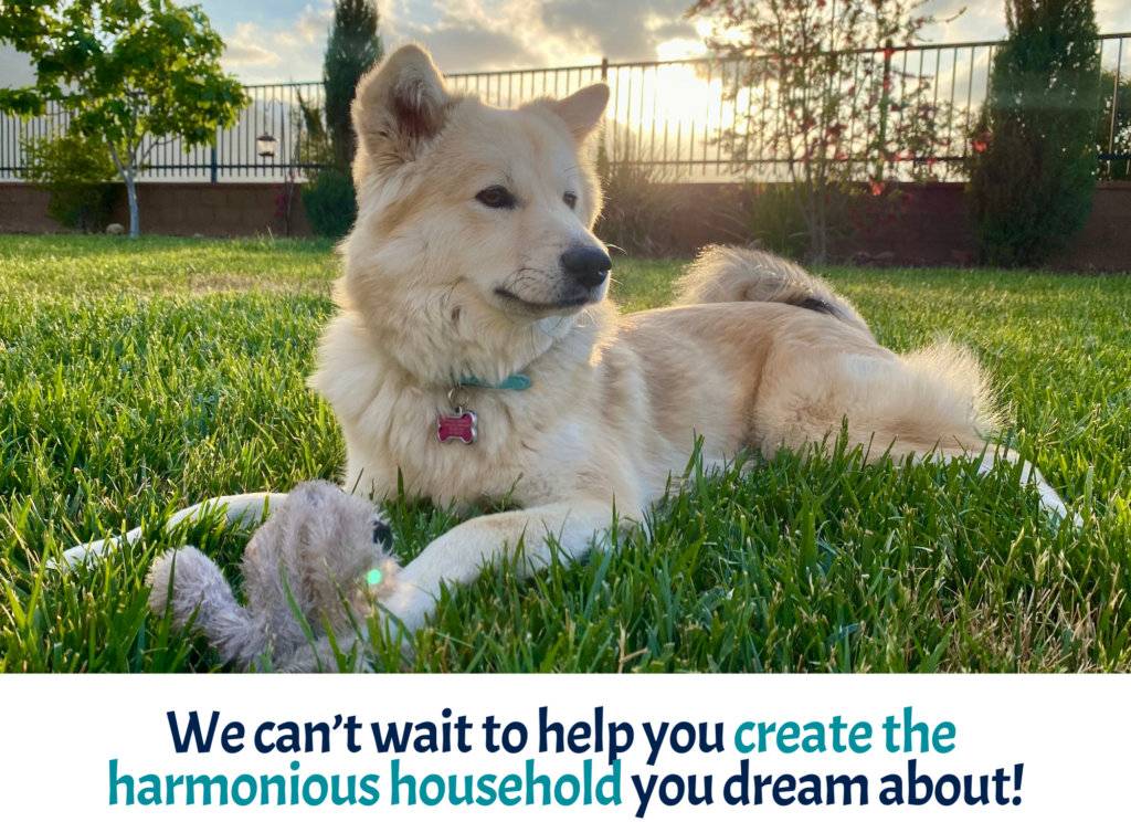 Cream colored pup with prick ears laying in the yard with her stuffy toy, as the sun sets behind her.