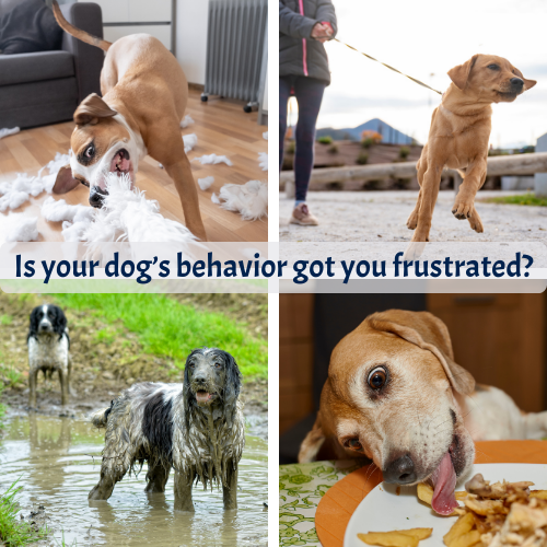 Square picture split in 4, top left is a crazy pup tearing apart a pillow, the top right is a puppy pulling someone on their leash, the bottom left is a couple if dogs enjoying the muddy rain puddles on their walk, and the bottom right is a dog who has learned about the joys of counter surfing. some fries