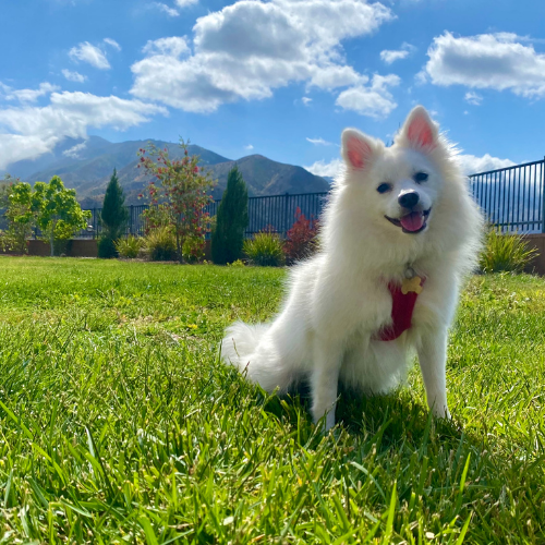 White American Eskimo smiling at the camera in a lush bright green yard with a beautiful view of the local mountain, blue sky, and fluffy white clouds in the background