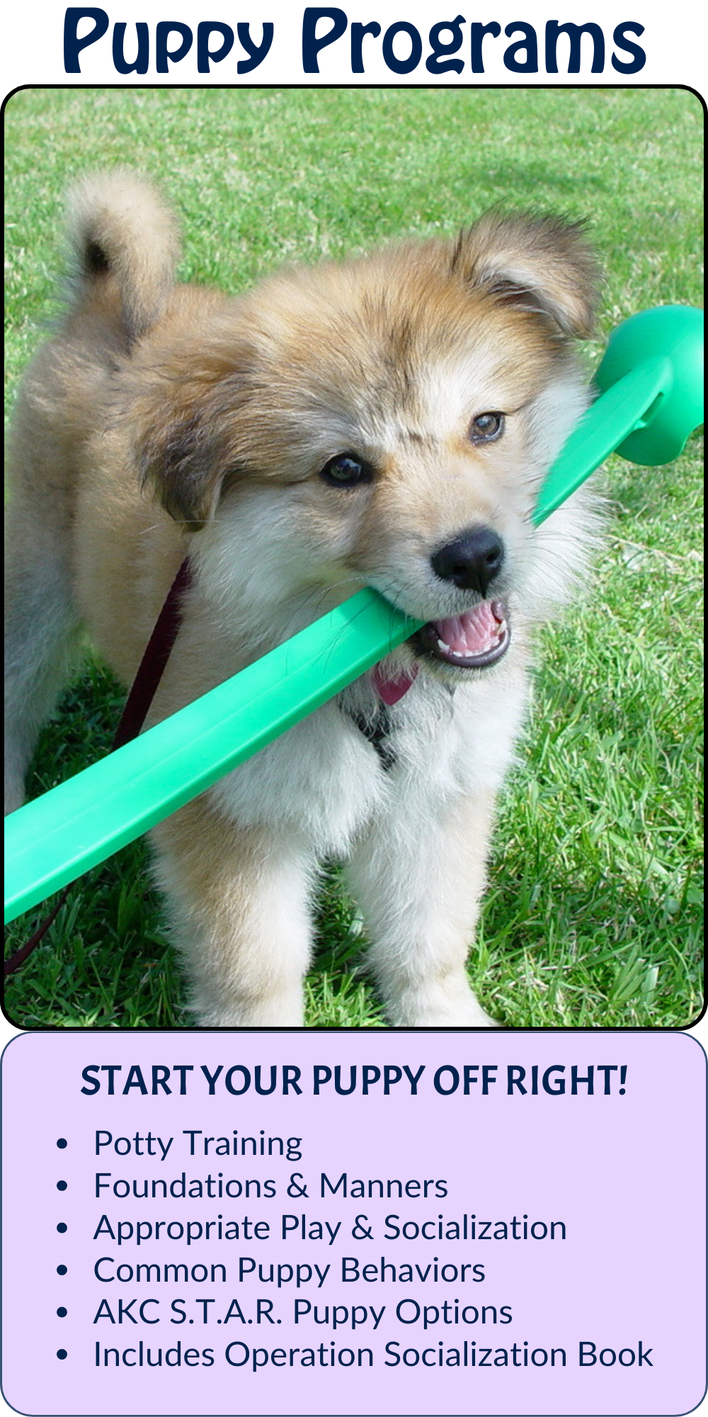 Cute puppy in a park holding a chuck it stick