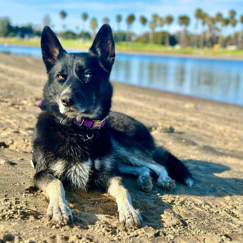 beautiful black and tan husky/shepherd mix sitting on a beach near a bay with palm trees reflecting off the water in the background.