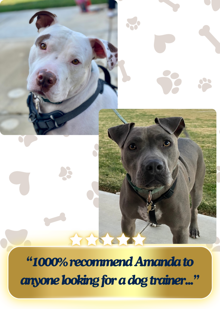 A white Pitt in the top picture, and a grey Pitt in the bottom picture. Both have the cute pittie head tilt with their sweet soulful eyes