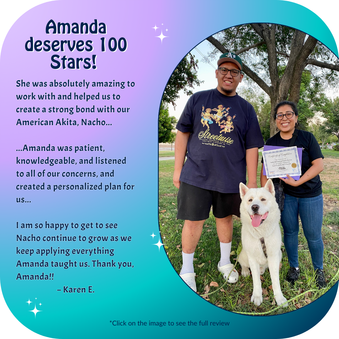 Large white akita dog with his family, showing off their completion certificate