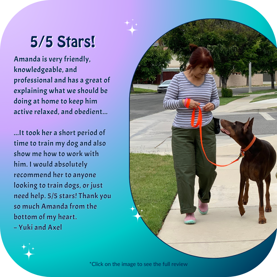 Brown doberman walking with his mom, giving her full focus