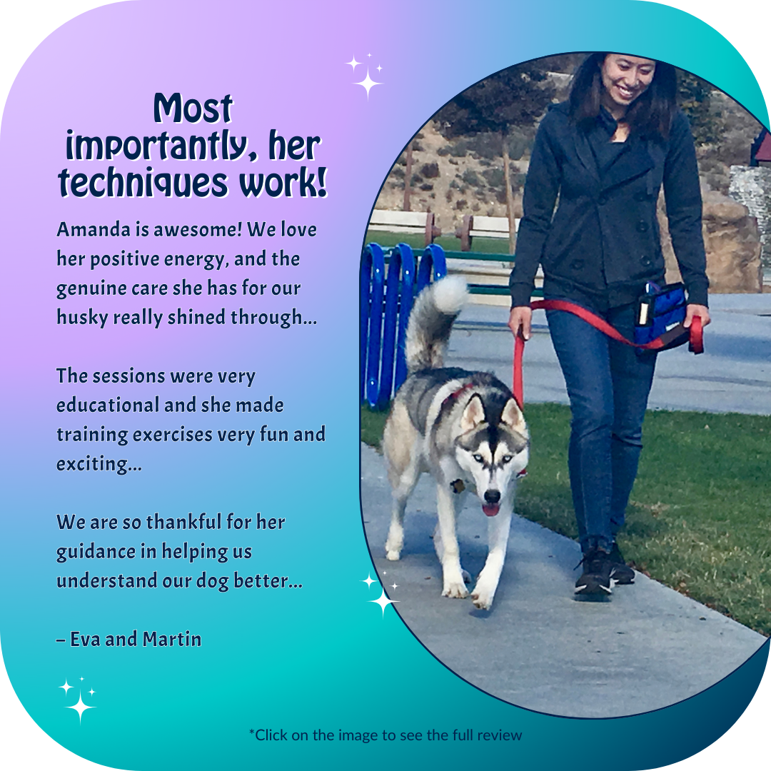 Dark grey and white husky walking on a leash next to his mom