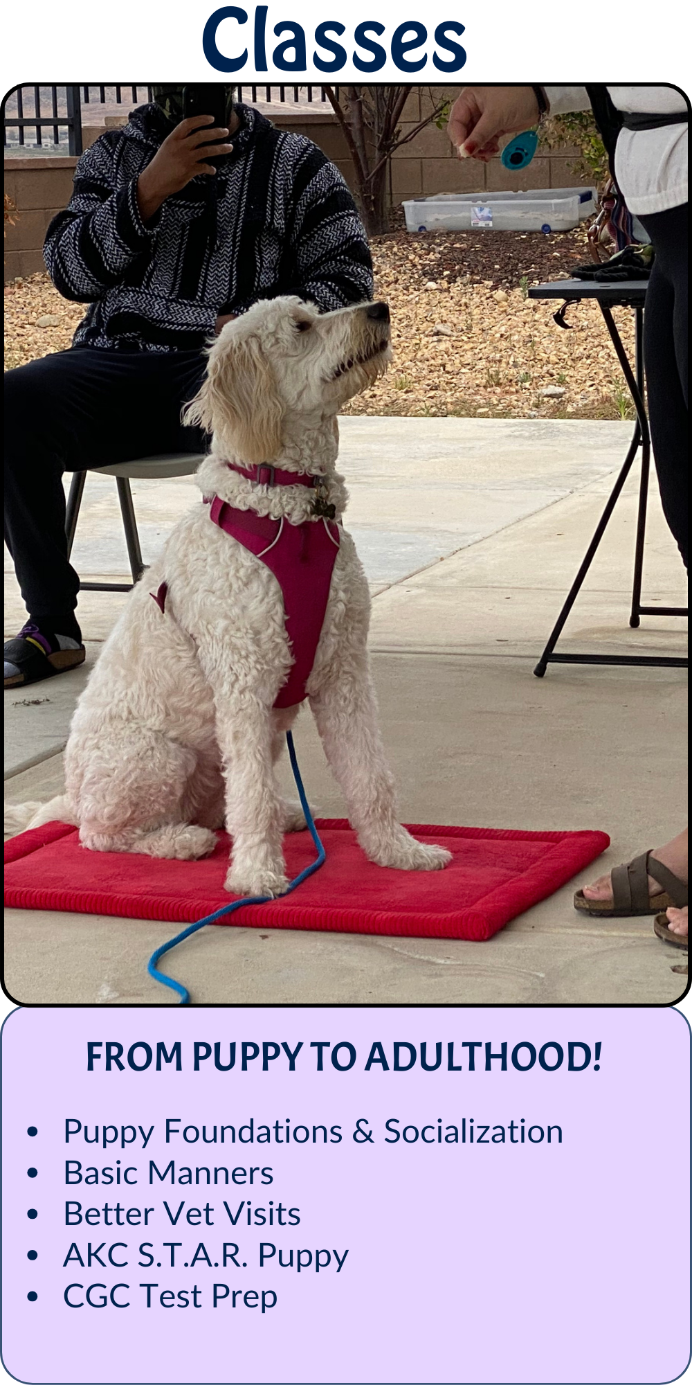 White and cream dog looking up sitting on a red mat completely focused on mom