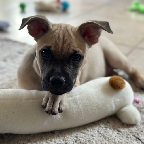 Adorable pit mix puppy looks at the camera while snuggling his new toy