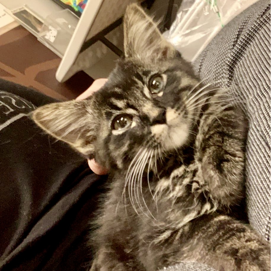 Grey striped cat laying on a lap