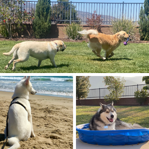 At the top we have a yellow lab chasing a golden retriever across a lush green yard. On the bottom left a pure white husky pups looks out at the crashing waves of the ocean. On the bottom right, a grey and white husky chills out in a kiddie pool sandbox