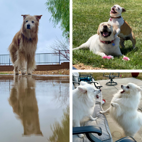 On the left, a sweet looking cream colored senior dog is reflected in a rain puddle at his feet. To the upper right, it appears that a yellow lab and white and brown bulldog puppy are laying in the grass, laughing at the a really funny story. On the bottom right, 2 white American eskimo pups play fight on the patio furniture.